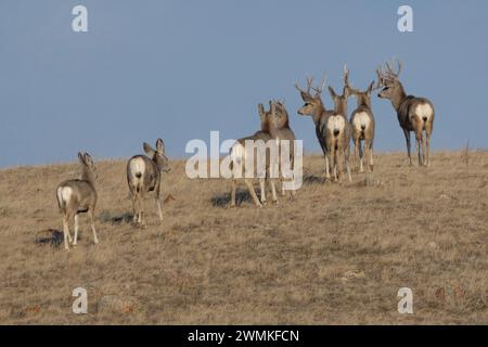 Herde von Maultierhirschen (Odocoileus hemionus) in der Landschaft des Grasslands National Park; Saskatchewan, Kanada Stockfoto