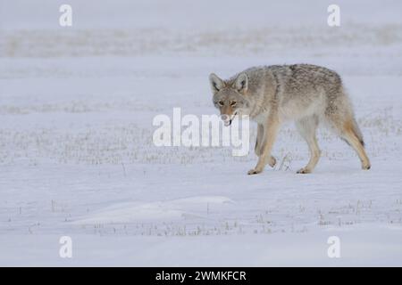 Kojote (Canis latrans), die durch eine winterliche Landschaft in der Nähe von Val Marie, Saskatchewan, Kanada, spazieren Stockfoto
