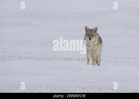 Kojote (Canis latrans), die durch eine winterliche Landschaft in der Nähe von Val Marie, Saskatchewan, Kanada, spazieren Stockfoto