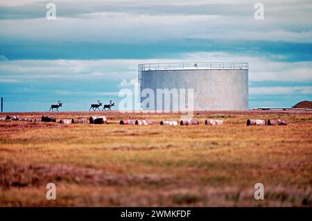 Drei Karibus (Rangifer tarandus) gehen an Öllagertanks in der Nähe der Prudhoe Bay und der Point Lonely Short Range Radar Site, wo die Central Arctic ... Stockfoto