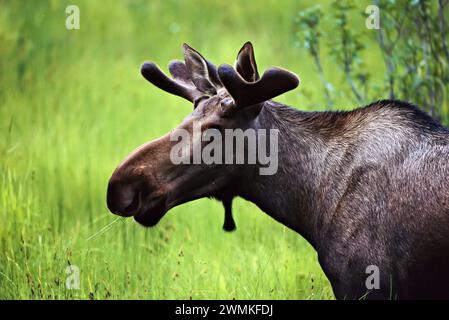 Profilansicht eines alaskischen Elchs (Alces alces gigas); Alaska, Vereinigte Staaten von Amerika Stockfoto