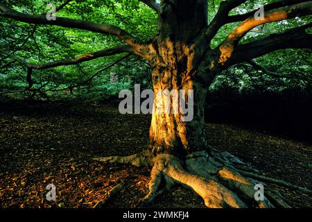 Das Sonnenlicht beleuchtet jahrelange Graffiti, die in eine Buche gehauen wurden. Diese mächtige, alte Buche bildet einen skulpturalen Punkt im Arnold Arboretum von ... Stockfoto