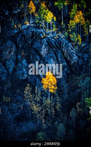 Goldener Aspenbaum zeigt herbstliche Farben, während sich Waldbäume an Felsklippen in den San Juan Mountains Klammern. Der Herbst kommt früh in hoher Höhe ... an Stockfoto