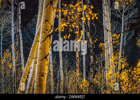 In den Wäldern der San Juan Mountains im San Miguel County erstrahlt die Sonne goldene Blätter von Espenbäumen mit herbstlichen Farben. Der Herbst kommt... Stockfoto