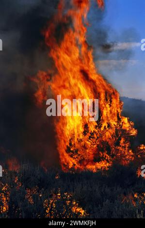 Die Flammen eines vorgeschriebenen Feuers verbrennen wacholderbäume und Sagebrausch. Die kontrollierte Verbrennung ist so eingestellt, dass trockene Bürste reduziert werden, die anfällig für die wachsende Taubheit... Stockfoto