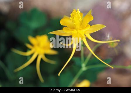 Aus nächster Nähe sehen Sie eine gelbe Kolumbine oder Aquilegia chrysantha Blüten, die im Uferbereich des Arivaipa Canyon wachsen. Der in Arizona heimische mehrjährige Attrac... Stockfoto