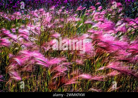 Close of Prairie Smoke (Geum triflorum) eine unverwechselbare Wildblume mit gefiederten Samenköpfen und die Blüten verwandeln sich in aufrechte Haufen... Stockfoto