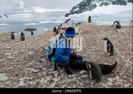 Frau in der Kolonie Gentoo-Pinguine (Pygoscelis papua) in der Antarktis; Antarktis Stockfoto