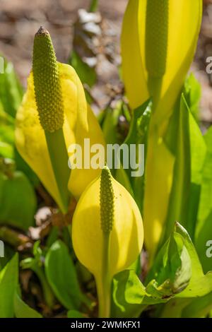 Nahaufnahme des Westskunk-Kohls (Lysichiton americanus) entlang des Weges in den Lakelse Provincial Park Stockfoto