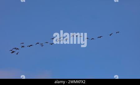 Eine Schar von Gänsen fliegt in Formation über einem hellblauen Himmel über dem Ridgefield National Wildlife Refuge Stockfoto