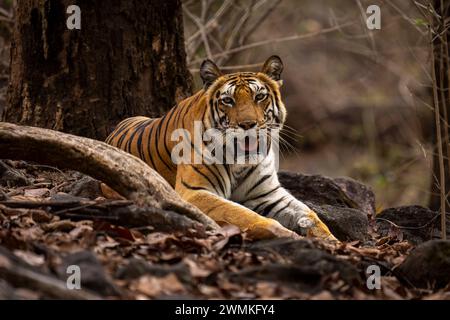 Porträt des bengalischen Tigers (Panthera tigris tigris), der auf dem Boden zwischen Wurzeln im Wald liegt, mit Blick auf die Kamera; Madhya Pradesh, Indien Stockfoto