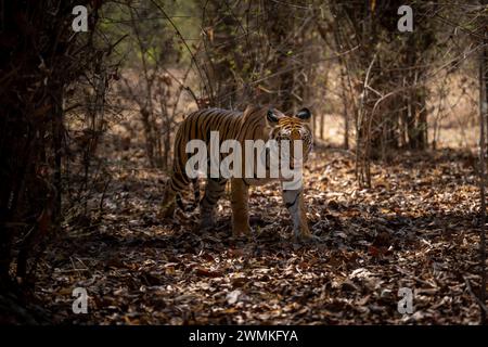 Bengalischer Tiger (Panthera tigris tigris) geht über Blätter im Wald; Madhya Pradesh, Indien Stockfoto