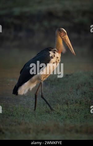 Nahaufnahme eines asiatischen Wollhalsstorchs (Ciconia episcopus), der neben einem Wasserloch im Gras spaziert; Madhya Pradesh, Indien Stockfoto