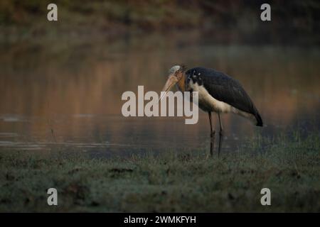 Nahporträt eines asiatischen Wollhalsstorchs (Ciconia episcopus), der auf Gras neben einem Wasserloch steht; Madhya Pradesh, Indien Stockfoto