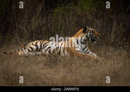Porträt des bengalischen Tigers (Panthera tigris tigris), der im Gras liegt und in die Ferne blickt; Madhya Pradesh, Indien Stockfoto