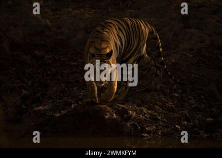 Porträt des bengalischen Tigers (Panthera tigris tigris), der zu einem felsigen Wasserloch hinuntergeht; Madhya Pradesh, Indien Stockfoto