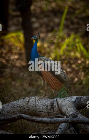 Nahaufnahme eines indischen Pfauens (Pavo cristatus), der auf einem Ast im Wald steht; Madhya Pradesh, Indien Stockfoto