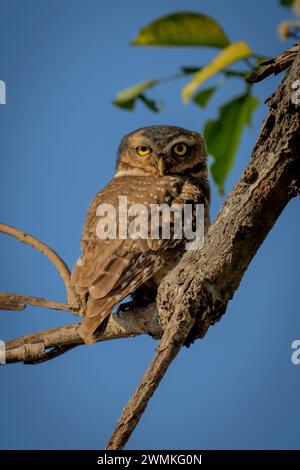 Nahaufnahme eines gefleckten Eulen (Athene brama), der auf einem Ast vor dem blauen Himmel thront, blickt in die Kamera; Madhya Pradesh, Indien Stockfoto