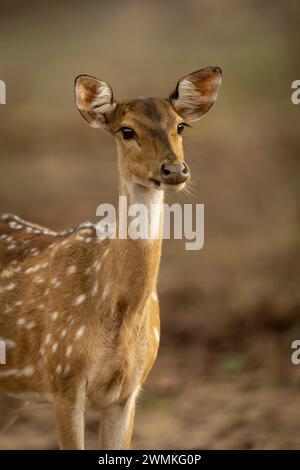 Nahporträt eines gefleckten Hirsches mit Chital (Achsenachse), der auf einer Lichtung steht; Madhya Pradesh, Indien Stockfoto