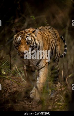 Porträt eines bengalischen Tigers (Panthera tigris tigris), der durch Gras im Wald in Richtung Kamera geht; Madhya Pradesh, Indien Stockfoto