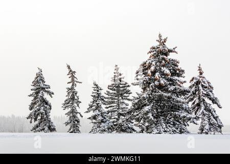 Eine Reihe leicht schneebedeckter immergrüner Bäume auf einem schneebedeckten Feld mit grauem Himmel; Calgary, Alberta, Kanada Stockfoto