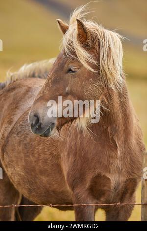 Porträt eines isländischen Ponys hinter einem Drahtzaun auf einer Grasweide in der Nähe von Stykkisholmur, Halbinsel Snaefellsnes, Island Stockfoto