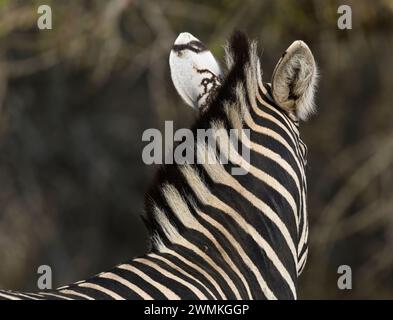 Lustiges Foto von Zebra mit Mähne, die zu den Ohren führt Stockfoto