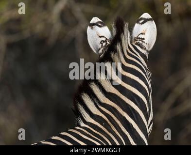 Lustiges Foto von Zebra mit Mähne, die zu den Ohren führt Stockfoto