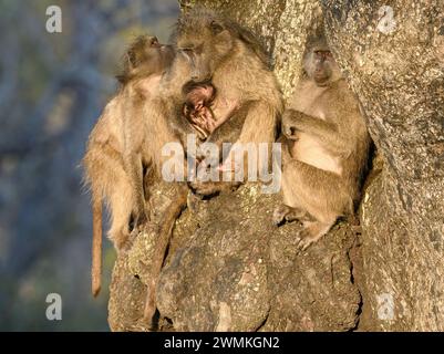 Familie von Chacma-Pavianen mit einem neugeborenen Baby in einem Baum Stockfoto