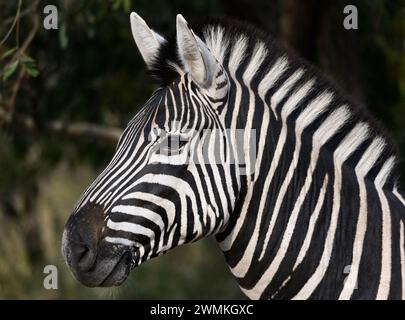 Porträt eines Zebras nach links Stockfoto