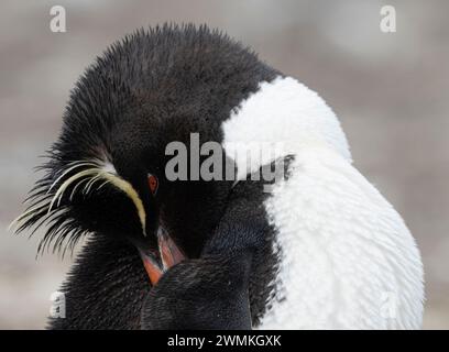 Porträt von Rockhopper Pinguin, Nahaufnahme Stockfoto