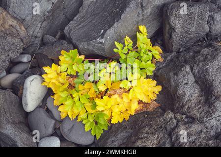 Vegetation wachsende Lavasteine an der isländischen Küste; Hellnar, Island Stockfoto