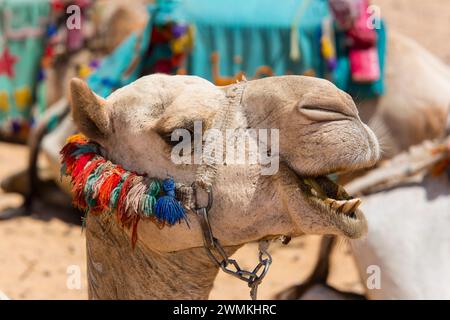 Nahaufnahme eines Kamels auf dem Gizeh-Plateau in Ägypten; Gizeh, Ägypten Stockfoto