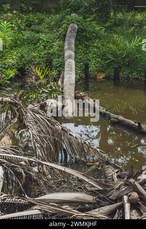 Ein paar tote Baumstämme fielen in den Fluss. Stockfoto