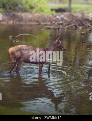 Dieser Sambar-Hirsch kühlt sich an einem sonnigen Tag ab. Stockfoto