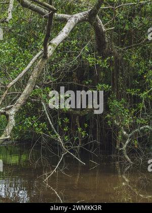 Ein Foto von Zypressenknien, die aus dem stillen Wasser eines Sumpfs steigen, wobei das Sonnenlicht durch die Bäume filtert und einen flauschigen Effekt erzeugt. Stockfoto