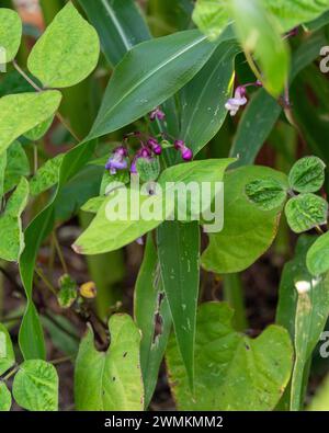 Maisstängel und violette Bohnen, Begleitpflanzung in einem australischen Gemüsegarten Stockfoto