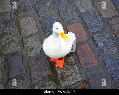 Höhepunkte von Gent, Flandern, Belgien Stockfoto