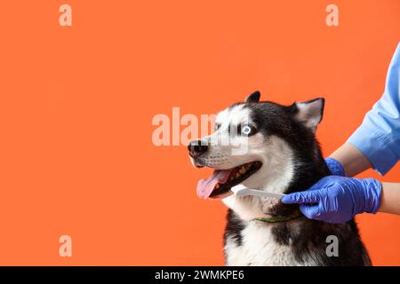 Tierarzt bürstet die Zähne des sibirischen Husky-Hundes auf orangefarbenem Hintergrund Stockfoto