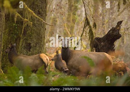 Roosevelt Elch Cervus elaphus Kühe im Regenwald des Quinault River Olympic National Park Olympic Peninsula Washington Stockfoto