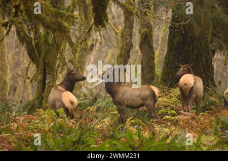 Roosevelt Elch Cervus elaphus Kühe im Regenwald des Quinault River Olympic National Park Olympic Peninsula Washington Stockfoto