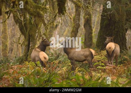 Roosevelt Elch Cervus elaphus Kühe im Regenwald des Quinault River Olympic National Park Olympic Peninsula Washington Stockfoto