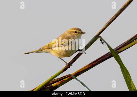 Chiffchaff, Phylloscopus Collybita, Nordost-Italien Stockfoto