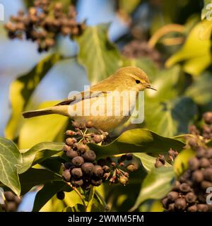 Chiffchaff, Phylloscopus Collybita, Nordost-Italien Stockfoto