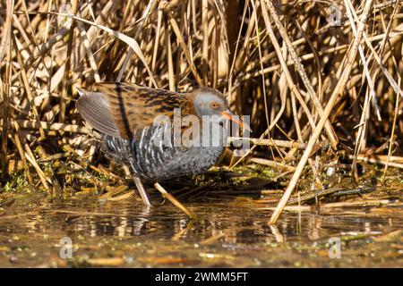 Water Rail, Rallus Aquaticus, Marano Lagunare, Riserva Naturale Valle Canal Novo, Italien Stockfoto