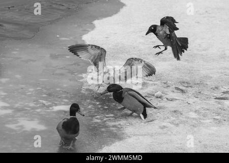 Eine Möwe, Enten und eine Krähe kämpfen um ein Stück Brot auf dem Wintereis des Moskauer Flusses. Schwarz-weiß. Stockfoto