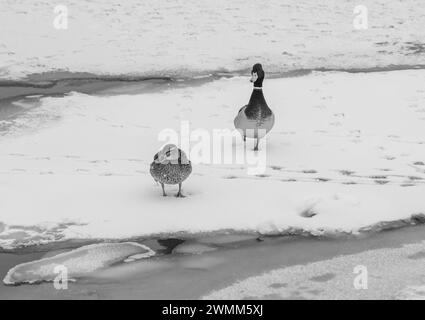 Wilde Enten verließen den Winter in Moskau, auf dem Eis des Flusses nach starkem Schneefall. Schwarz-weiß. Stockfoto