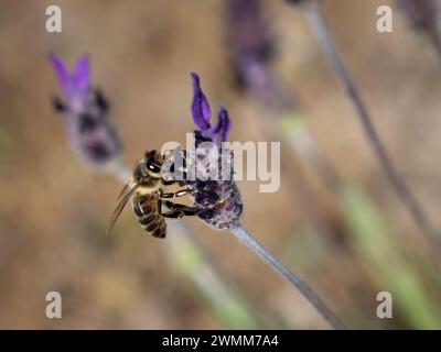 Nahaufnahme einer Biene im Flug in der Nähe von Lavendelblüten Stockfoto