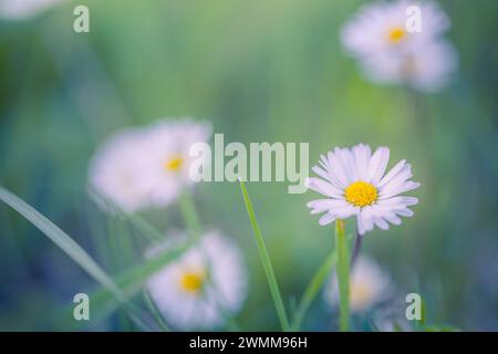 Abstrakter weicher Fokus auf Gänseblümchenwiesen. Schöne Graswiese, frisches grünes, unscharfes Laub. Ruhige Frühjahrs-Sommer-Nahaufnahme. Idyllische Natur, fröhliche Blumen Stockfoto