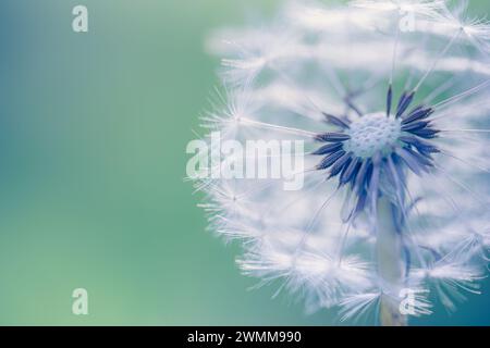 Nahaufnahme von Löwenzahn mit verschwommenem Hintergrund, künstlerische Natur Nahaufnahme. Frühling Sommer Wiese Feld Banner. Wunderschönes entspannendes Makrofoto, sonniger Frühling Stockfoto